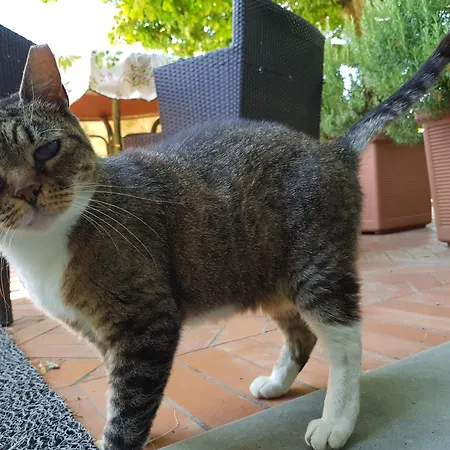 阿尔梅洛格兰诺 - 招待所